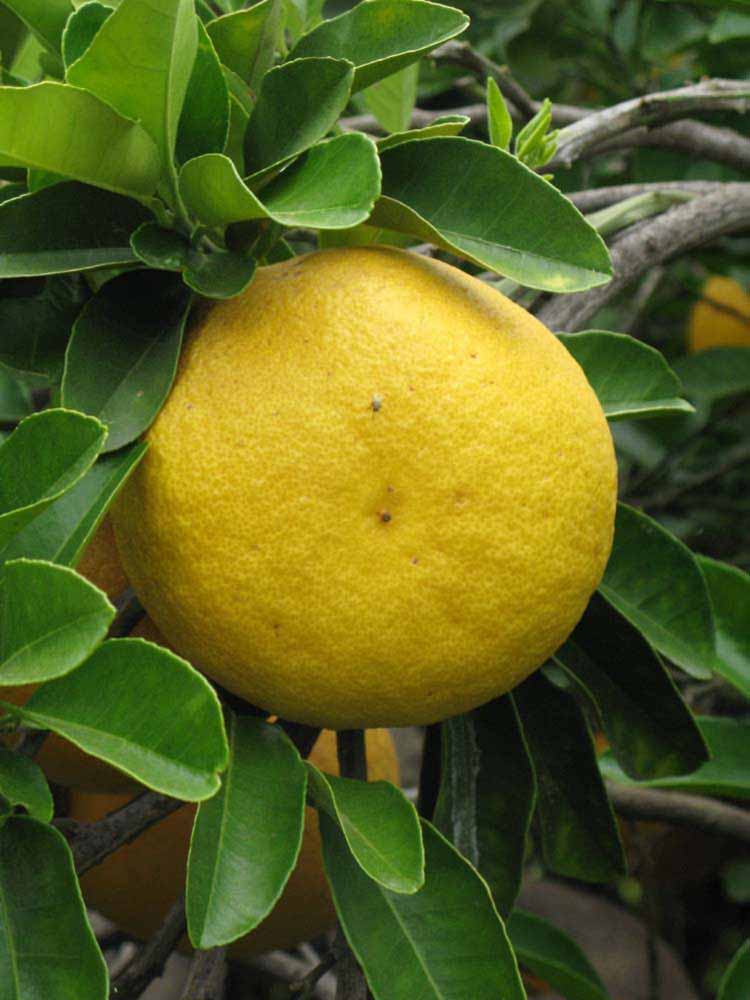            Fruit (Riverside, CA)   